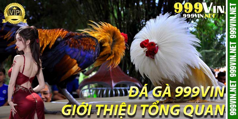 Đá Gà 999Vin: Giới thiệu tổng quan